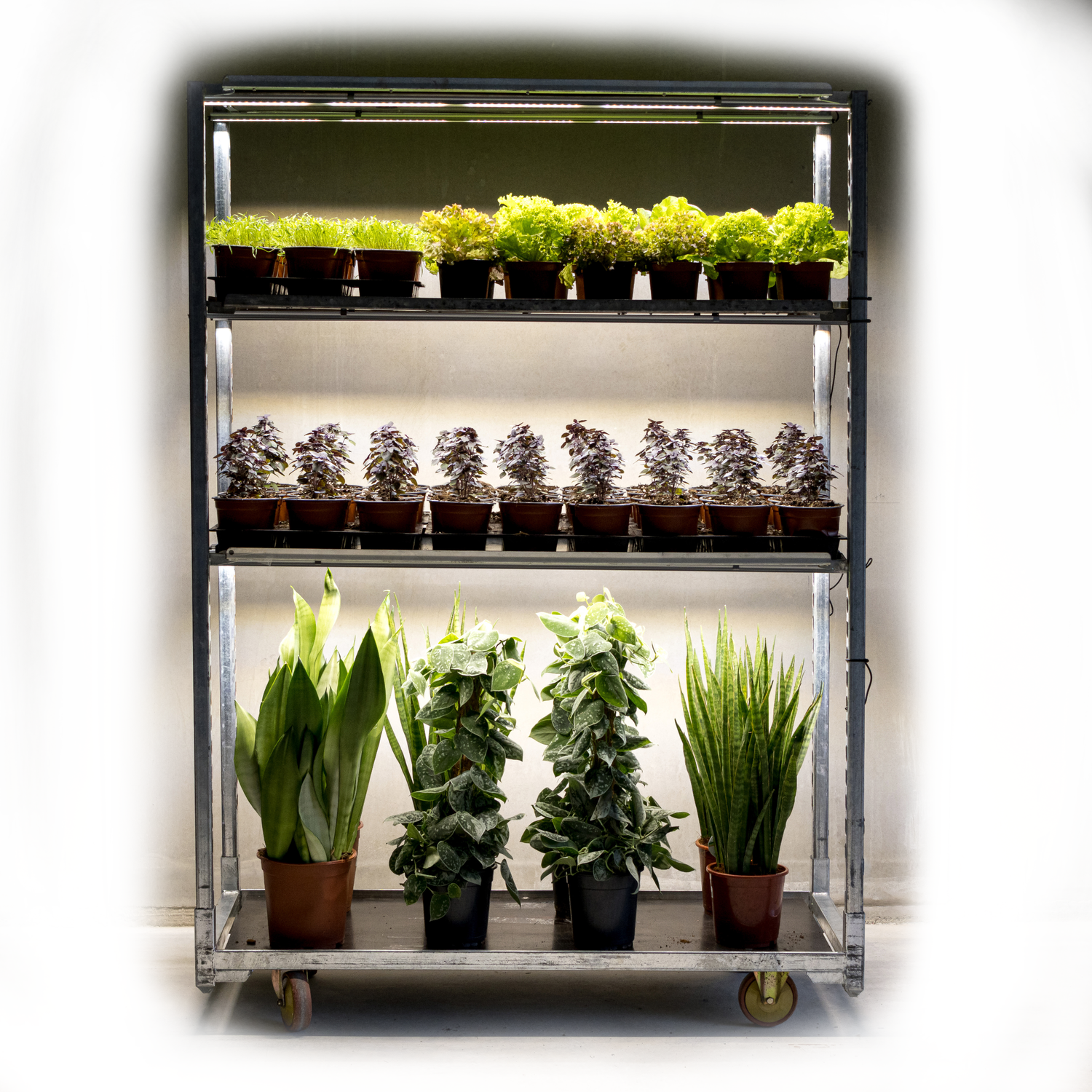 Garten, Gewächshaus & Bonsai